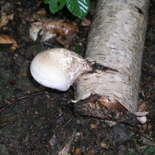 Piptoporus betulinus 