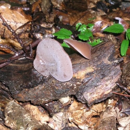 Piptoporus betulinus 