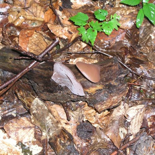 Piptoporus betulinus 