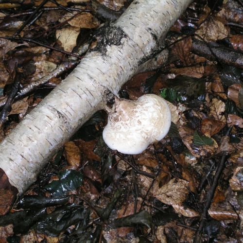 Piptoporus betulinus 