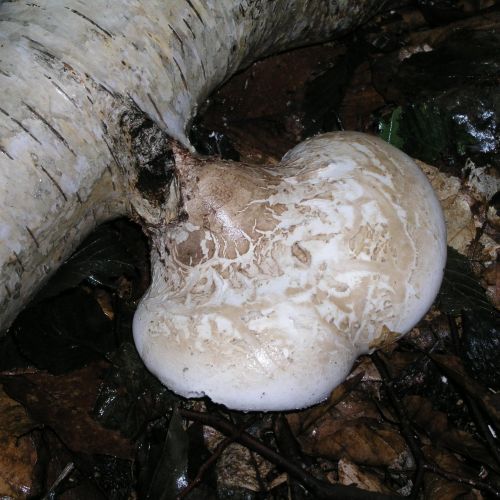 Piptoporus betulinus 