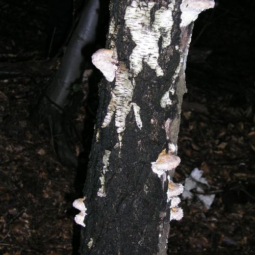 Piptoporus betulinus 