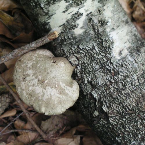 Piptoporus betulinus 