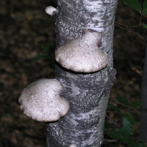 Piptoporus betulinus 