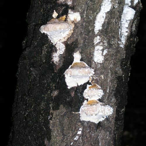 Piptoporus betulinus 