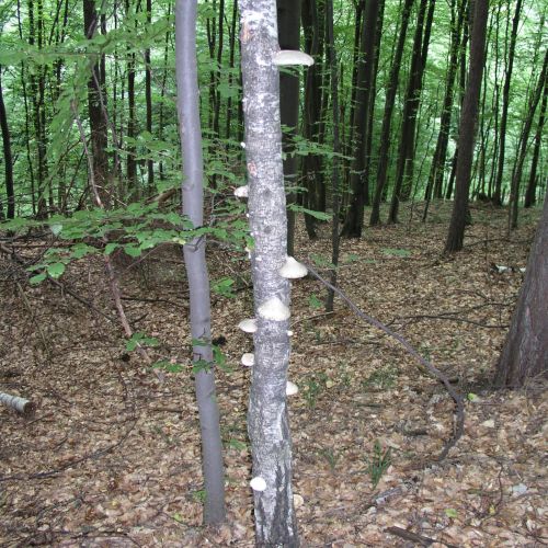 Piptoporus betulinus 