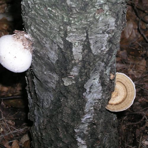 Piptoporus betulinus 