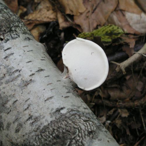 Piptoporus betulinus 