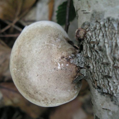 Piptoporus betulinus 