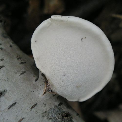 Piptoporus betulinus 