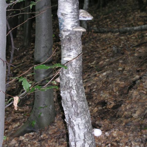 Piptoporus betulinus 