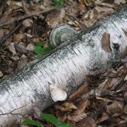 Piptoporus betulinus 