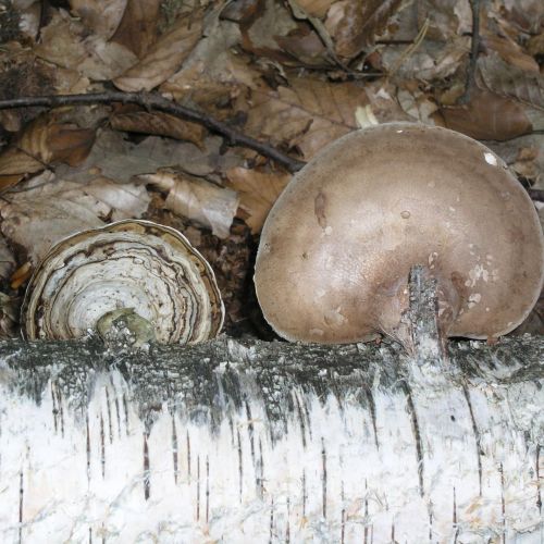 Piptoporus betulinus 