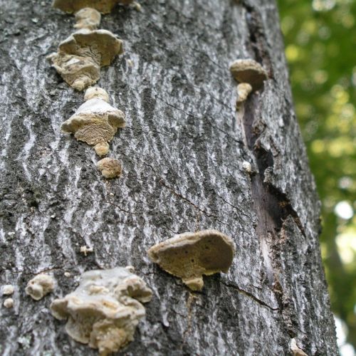 Trametes hirsuta 