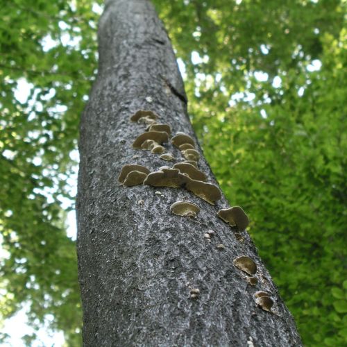 Trametes hirsuta 