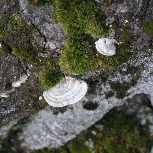 Trametes hirsuta 