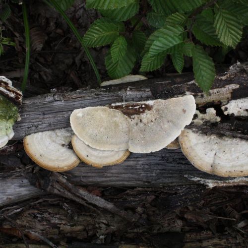 Trametes hirsuta 