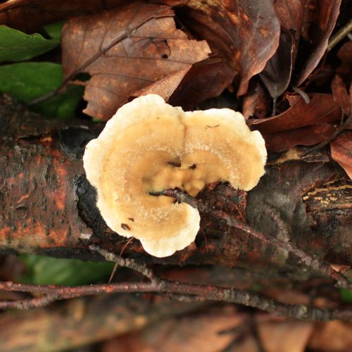 Trametes hirsuta 