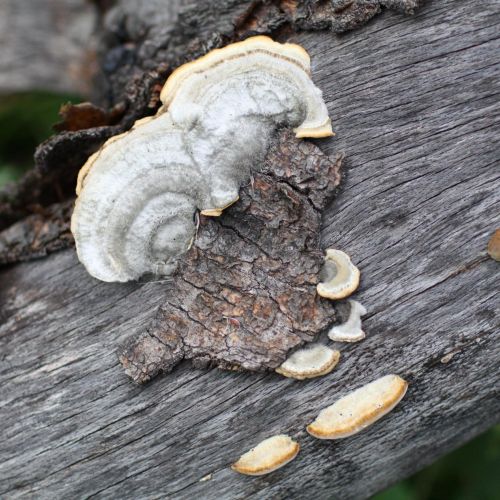 Trametes hirsuta 