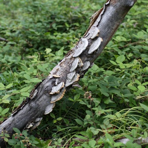 Trametes hirsuta 