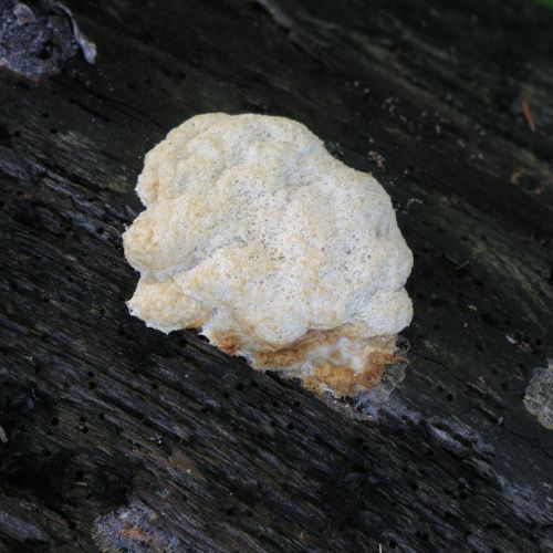 Trametes hirsuta 