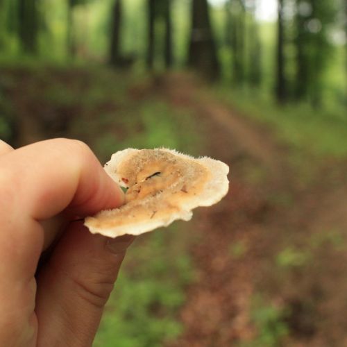 Trametes hirsuta 