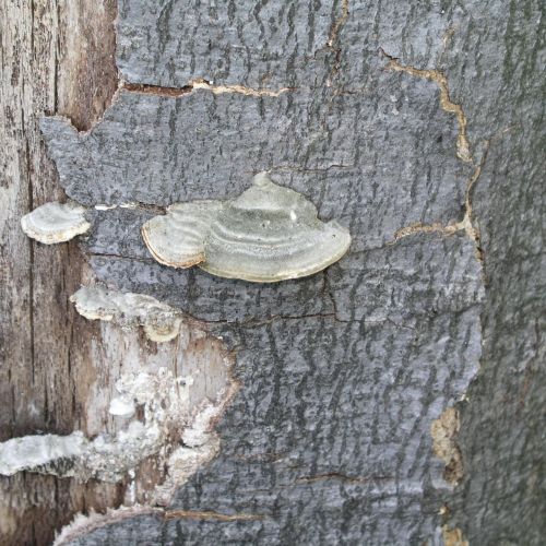 Trametes hirsuta 