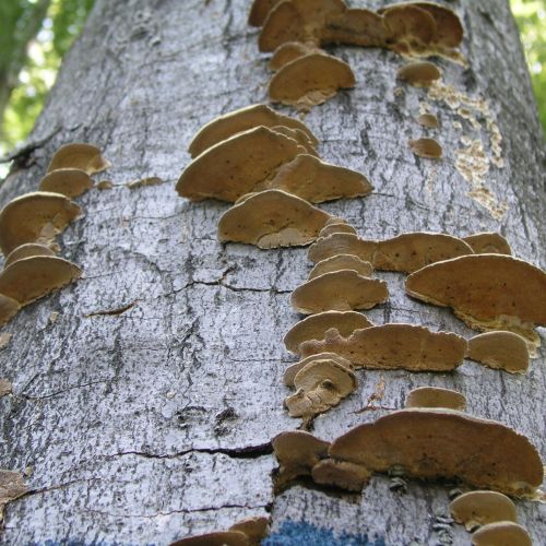 Trametes hirsuta 