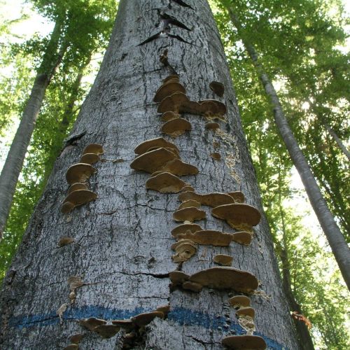 Trametes hirsuta 