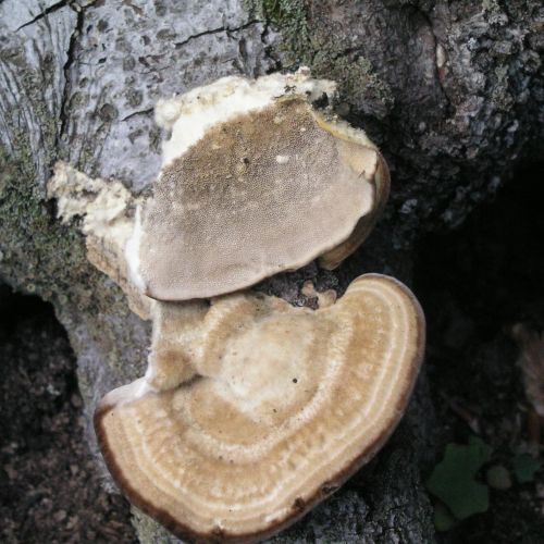 Trametes hirsuta 