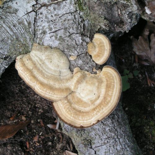 Trametes hirsuta 