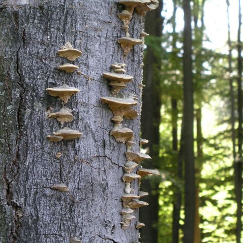 Trametes hirsuta 