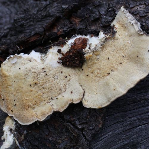 Trametes hirsuta 