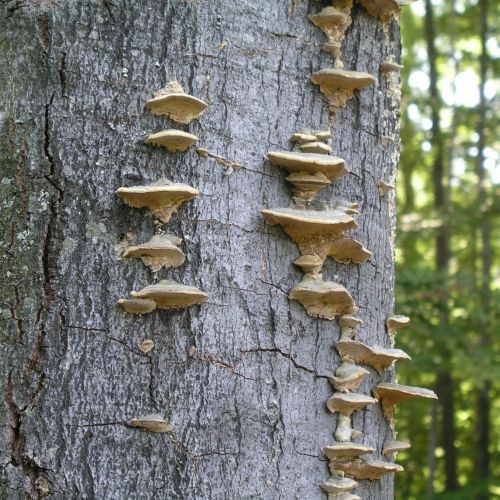 Trametes hirsuta 