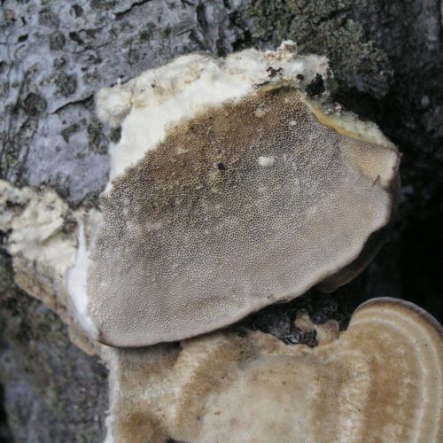 Trametes hirsuta 