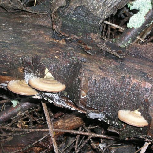 Trametes hirsuta 