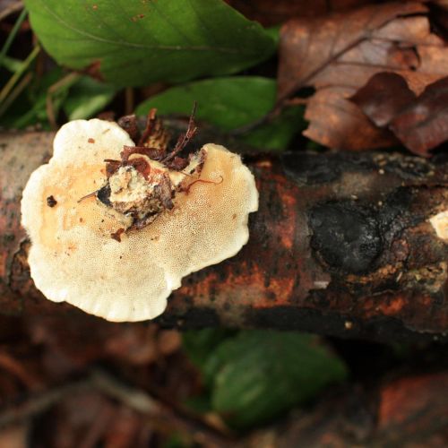 Trametes hirsuta 