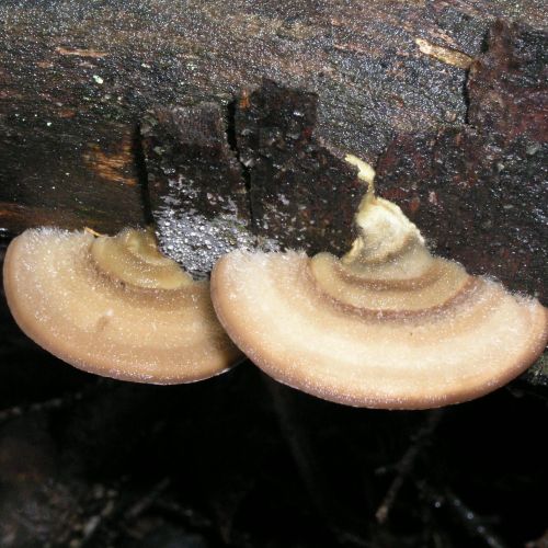 Trametes hirsuta 