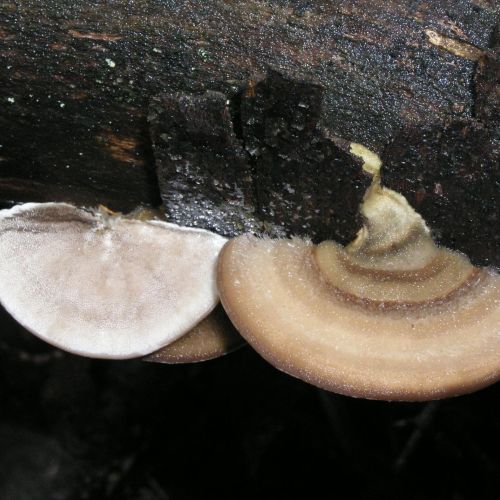 Trametes hirsuta 