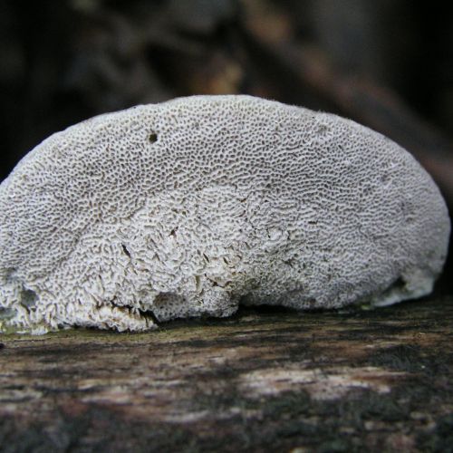 Trametes hirsuta 