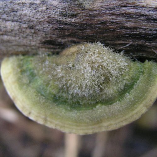 Trametes hirsuta 