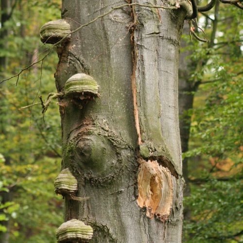 Fomes fomentarius 