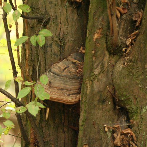 Fomes fomentarius 