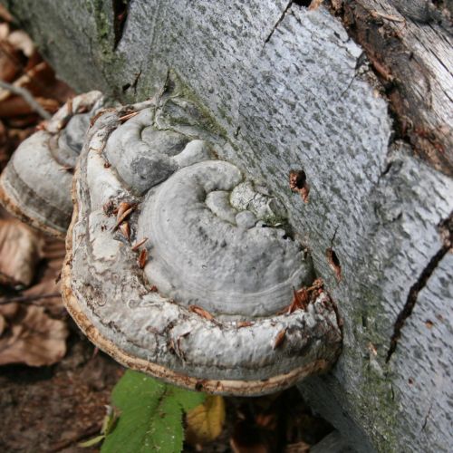 Fomes fomentarius 