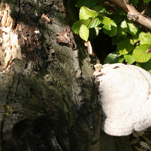 Fomes fomentarius 