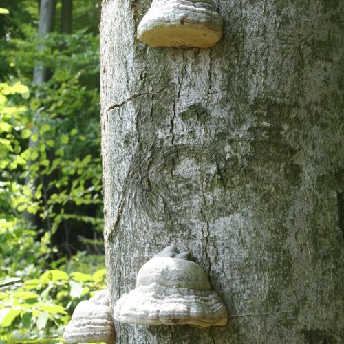 Fomes fomentarius 