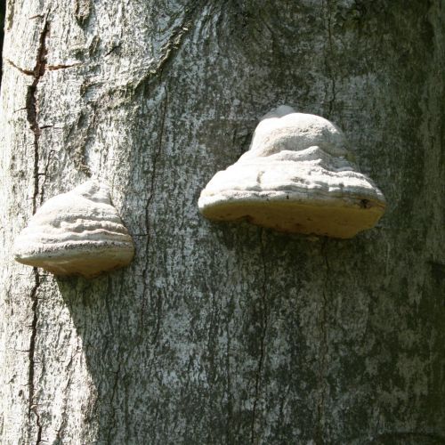 Fomes fomentarius 