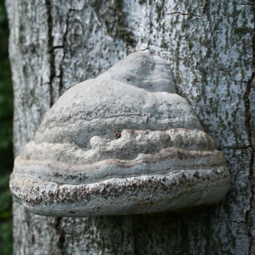 Fomes fomentarius 