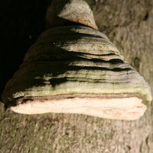 Fomes fomentarius 