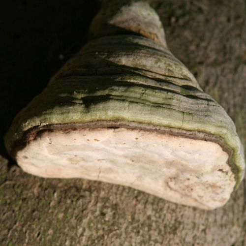 Fomes fomentarius 